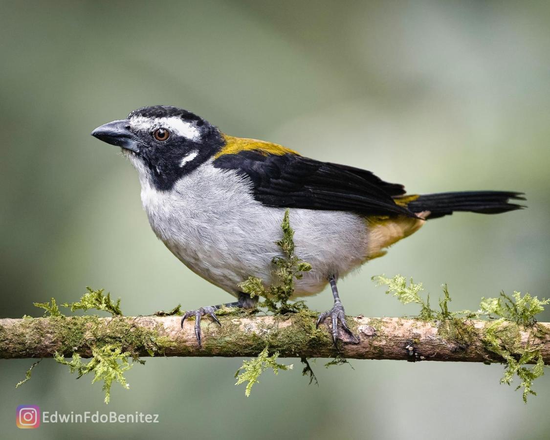Bosque De Niebla Birding & Nature Cali Zewnętrze zdjęcie