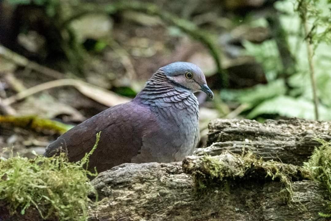 Bosque De Niebla Birding & Nature Cali Zewnętrze zdjęcie