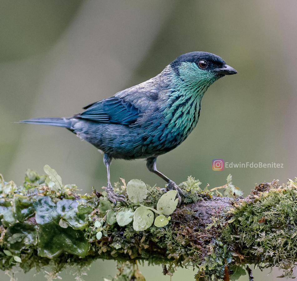 Bosque De Niebla Birding & Nature Cali Zewnętrze zdjęcie